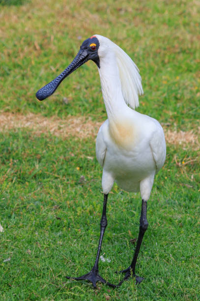 istock Royal Spoonbill - Platalea regia 1253007532