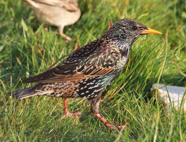 Common but still interesting garden bird found across the world