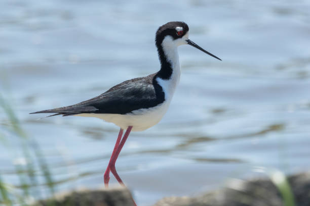 istock Black-necked Stilt - Himantopus mexicanus 1253008413