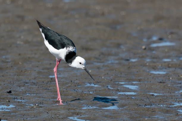 istock Pied Stilt - Himantopus leucocephalus 1253008468