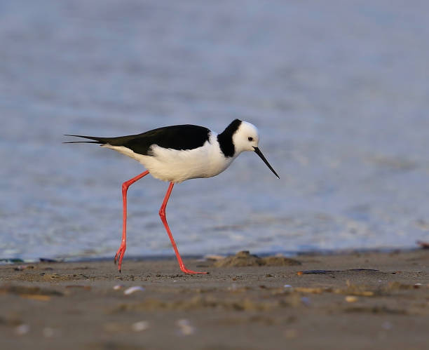istock Pied Stilt - Himantopus leucocephalus 1253008490