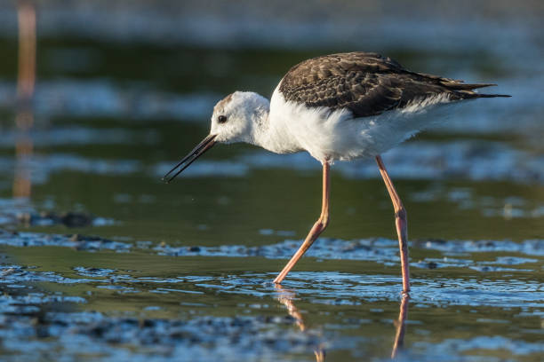 istock Pied Stilt - Himantopus leucocephalus 1253008538