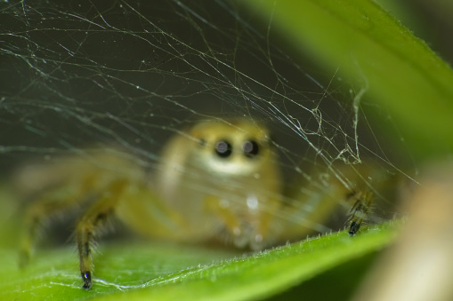 Ultra macro shot of a yellow jumping spider in the background with its cobweb in focus. Sitting on a green leaf