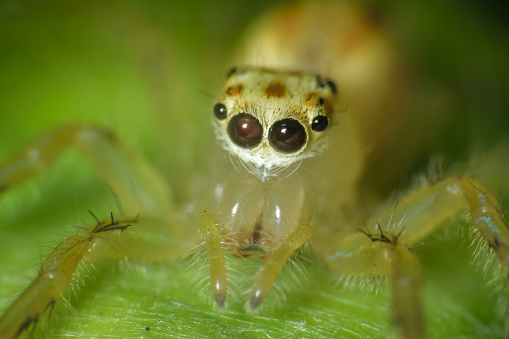 Intimate close-up on a domestic spider specimen