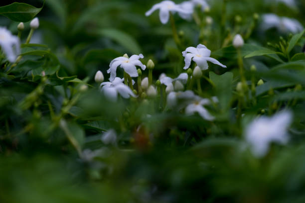 istock small white flower in the garden 1253012628