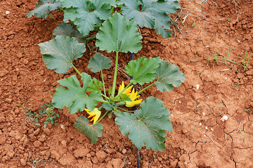 Zucchini plant growing on a red soil close up photography.