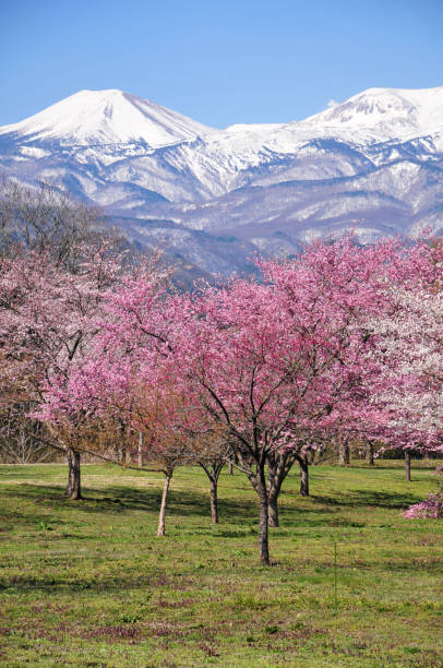 istock Japanese snow mountains and cherry blossoms 1253013021