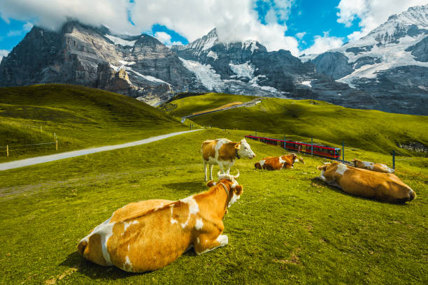 stado krów na pastwisku alpejskim, berneński oberland, szwajcaria - activity grindelwald zdjęcia i obrazy z banku zdjęć