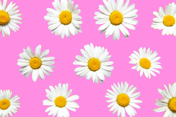 istock floral spring summer background pattern camomile on pink 1253016878