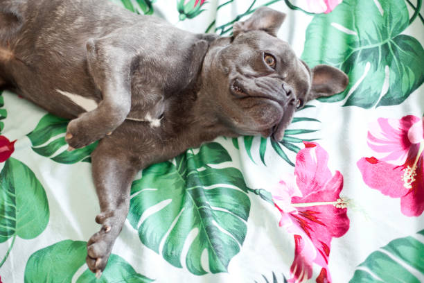 istock Young Dog lying in a Bed on a Tropical Flowers Blanket 1253016979