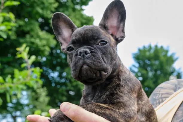 A head of a cute brown and black brindle French Bulldog Dog, carried on one hand, with a cute expression in the wrinkled face.