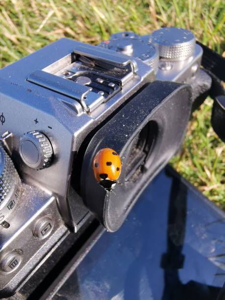 istock Small ladybug sitting on a dusty camera in the sun 1253017556