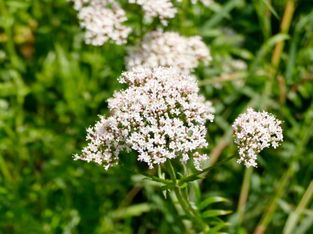 istock Valerian, medicine plant with flower 1253017623