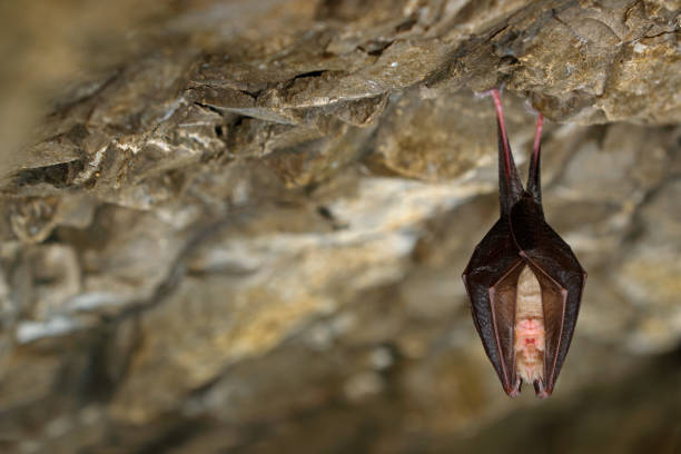 Lesser horseshoe bat, Rhinolophus hipposideros, in the nature cave habitat, Cesky kras, Czech. Underground animal sitting on stone. Wildlife scene from grey rock tunnel. Night bat, winter hibernate. murciélago herradura menor, rhinolophus hipposideros, en el hábitat de la cueva de la naturaleza, cesky kras, checo. animal subterráneo sentado en piedra. escena de vida silvestre del túnel de roca gris. murciélago nocturno, hibernación de invierno.