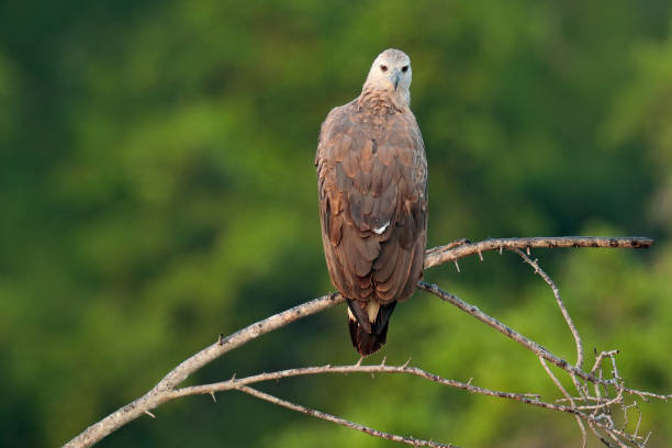 Grey-headed fish eagle, Ichthyophaga ichthyaetus, perched on branch in nice morning light against blurred forest in background. Wild eagle photography. Eagle, Wilpattu park, Sri Lanka. Wild nature. Águila de pescado de cabeza gris, ichthyophaga ichthyaetus, encaramado en la rama en la luz de la mañana agradable contra el bosque borroso en el fondo. fotografía de águila salvaje. eagle, parque wilpattu, sri lanka. naturaleza salvaje.