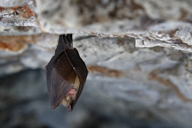Lesser horseshoe bat, Rhinolophus hipposideros, in the nature cave habitat, Cesky kras, Czech. Underground animal sitting on stone. Wildlife scene from grey rock tunnel. Night bat, Winter hibernate. murciélago herradura menor, rhinolophus hipposideros, en el hábitat de la cueva de la naturaleza, cesky kras, checo. animal subterráneo sentado en piedra. escena de vida silvestre del túnel de roca gris. murciélago nocturno, hibernación de invierno.