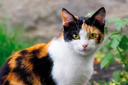 curious calico cat walking outside. predator in the autumn garden