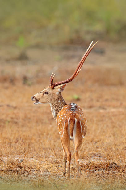 istock Sri Lanka wildlife. Sri Lankan axis deer Axis ceylonensis, or Ceylon spotted deer, nature habitat. Bellow majestic powerful adult animal outside forest. Deer hidden in grass, big animal, Asia 1253018945