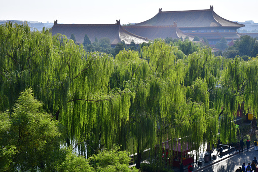 Bright green weeping willow trees in the afternoon sun with in the back the glistening roofs of the ancient palaces of the Forbidden City in Beijing China