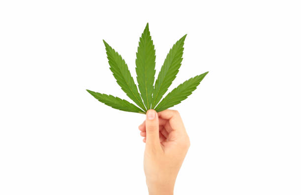 istock Human hand holding a cannabis or marijuana leaf on white 1253022636
