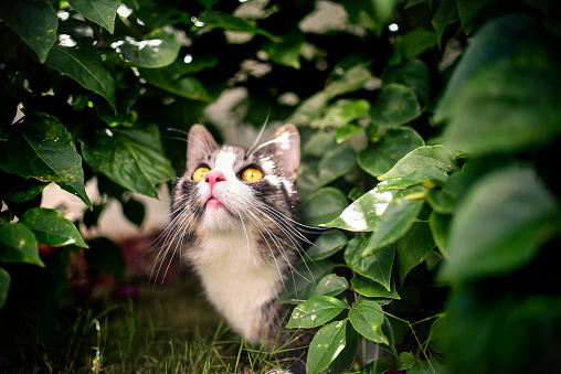 Cat is watching up in hunting mode in green leaves. High quality photo