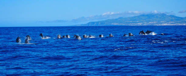 istock Group of dolphins jumping in the water 1253022839