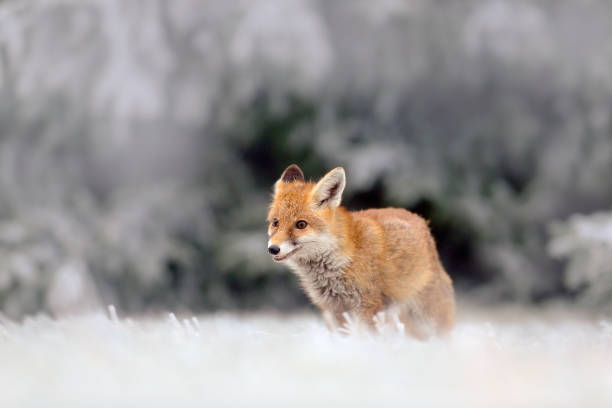 istock Red Fox in snow winter, in the cold forest 1253022978