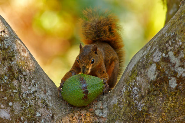 istock Squirrel with fruit avocado. Variegated Squirrel, Sciurus variegatoides, with food, head detail portrait, Costa Rica, Wildlife scene from Central America. Squirrel feeding, meal in the hand. Funny. 1253022990