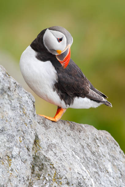 puffin na rocha. pássaro marinho de icelland. pássaro bonito no penhasco das rochas. puffin atlântico, artica fratercula, pássaro bonito preto e branco artico com conta vermelha sentado na rocha, habitat da natureza. - artica - fotografias e filmes do acervo