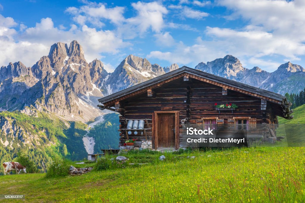 Alpine scenery with mountain chalet in summer Wooden hut on Meadow by Mount Dachstein with Mount Bischofsmütze, Sulzenalm with cow in background Log Cabin Stock Photo