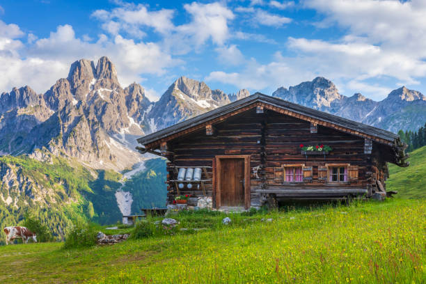 Alpine scenery with mountain chalet in summer Wooden hut on Meadow by Mount Dachstein with Mount Bischofsmütze, Sulzenalm with cow in background hut stock pictures, royalty-free photos & images