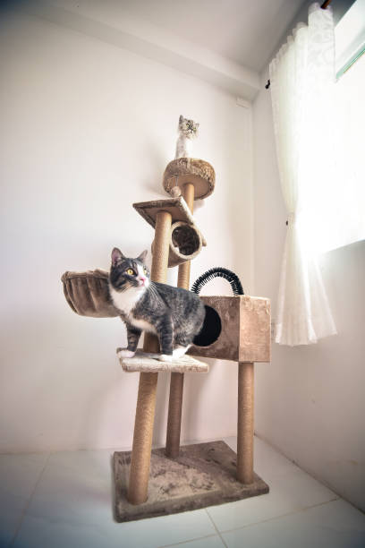 istock Striped cat with green playful eyes standing on cat scratcher 1253023733