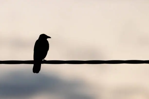 Silhouette of a raven sitting on a power line