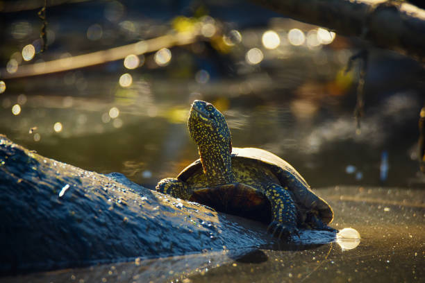 Portrait of wild marsh turtle