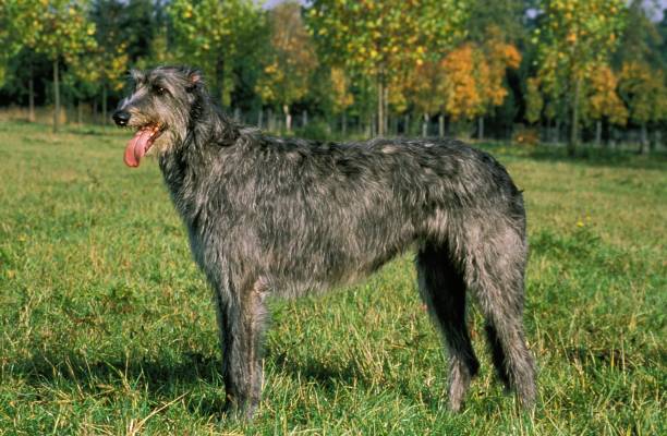 istock Irish Wolfhound, Adult standing on Grass 1253024888