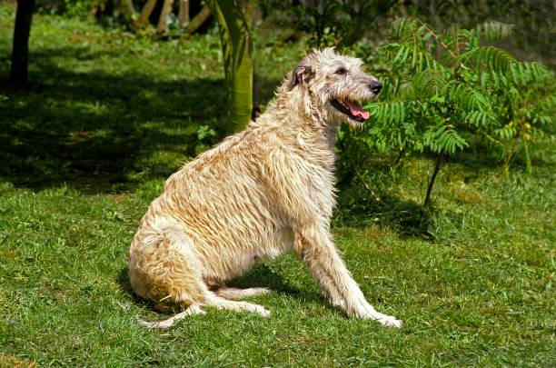 istock Irish Wolfhound, Adult sitting on Grass 1253024891