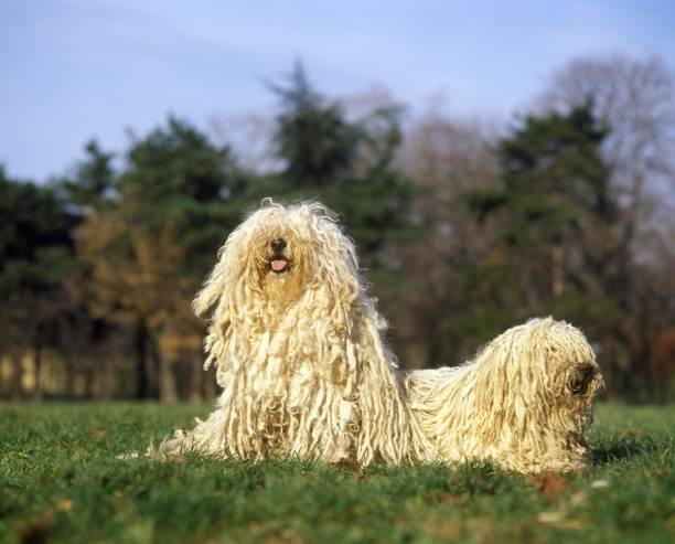 istock Hungarian Puli Dog, Adults standing on Grass 1253024938