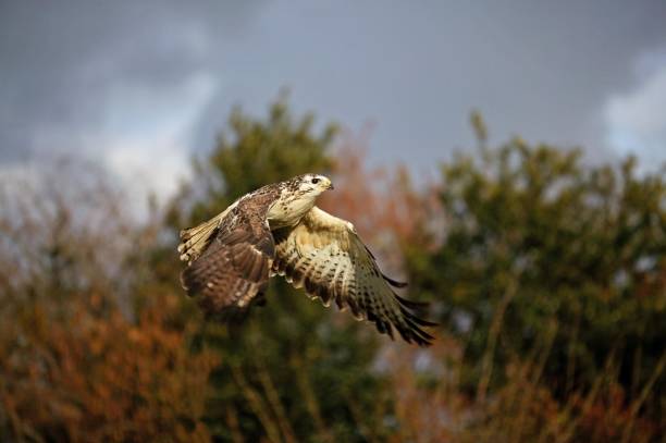 istock Common Buzzard, buteo buteo, Adult in Flight, Normandy 1253024939