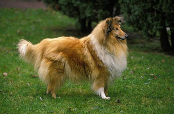 istock Collie Dog, Adult standing on Grass 1253025475