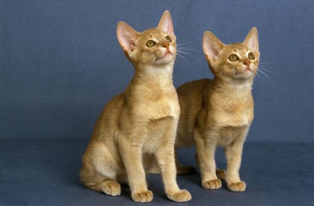 istock Fawn Abyssinian Domestic Cat, Kittens against Blue Background 1253025542