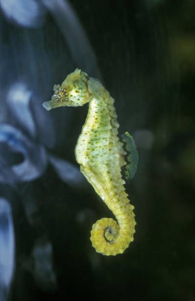 istock Seahorse, hippocampus sp 1253026182