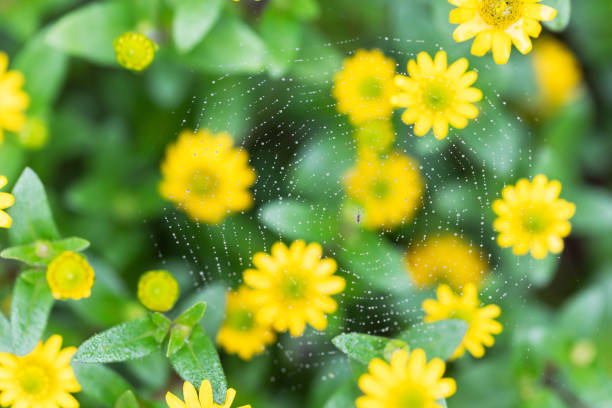 Image after the rain
