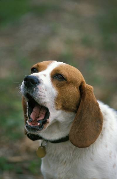 istock Portrait of Dog Barking 1253026417