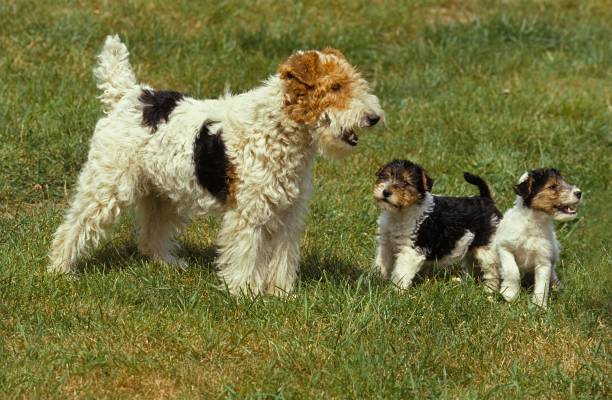 istock Wire Haired Fox Terrier, Female with Pup 1253026449
