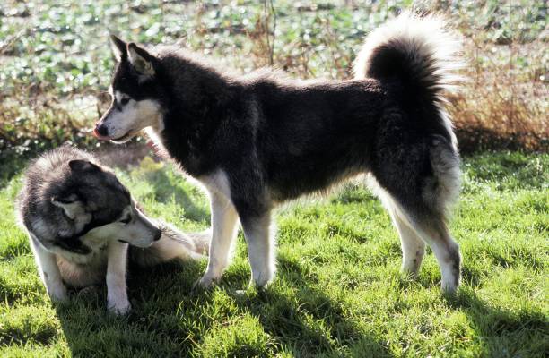 istock Alaskan Malamute Dog, Submission Posture 1253026465