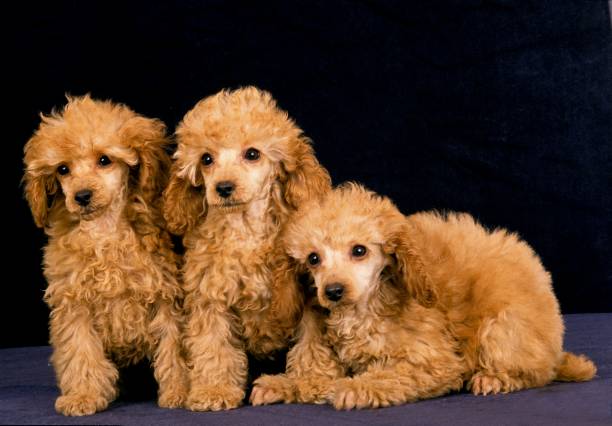 istock Apricot Standard Poodle, Pups against Black Background 1253026466