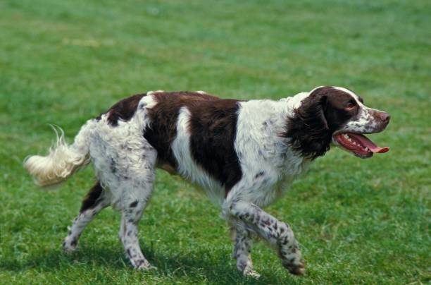 istock French Spaniel, Adult walking on Grass 1253026574