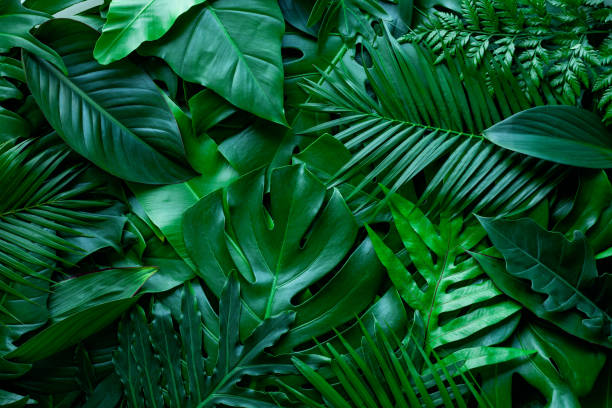 tropical green monstera and palms leaf background - palm leaf leaf palm tree frond imagens e fotografias de stock