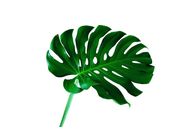 istock monstera leaf isolated on white background 1253026651