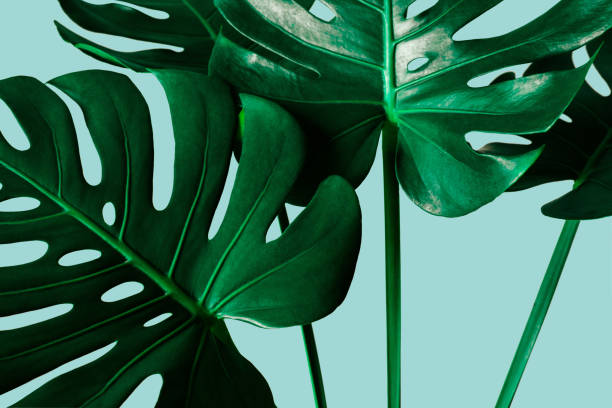 tropical monstera leaf on blue color background